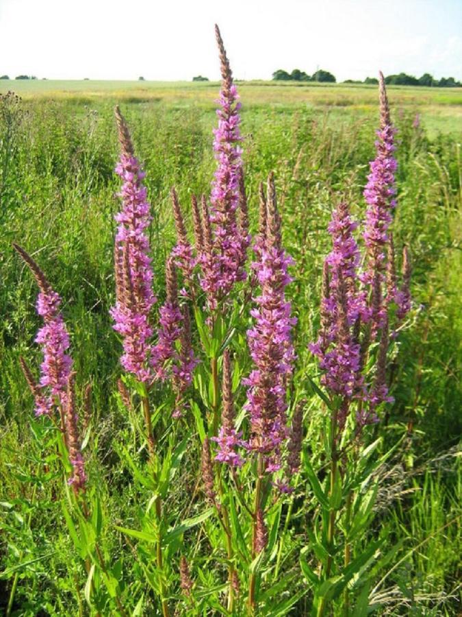 Fewo Im Naturschutzgebiet Hiddenhausen Exterior photo